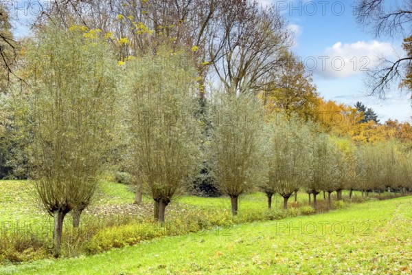 Willow willow trees (Salix) line a small stream in Wiesental, Germany
