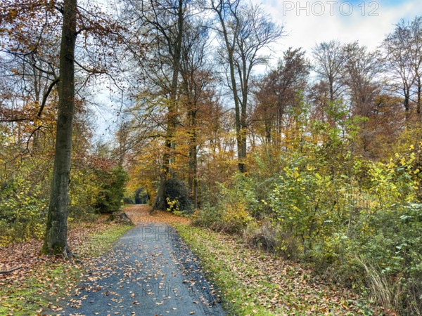 Path footpath through sparse forest in palace gardens Park von Haus Wittringen Wittringer Wald recreation area in autumn forest, Gladbeck, North Rhine-Westphalia, Germany