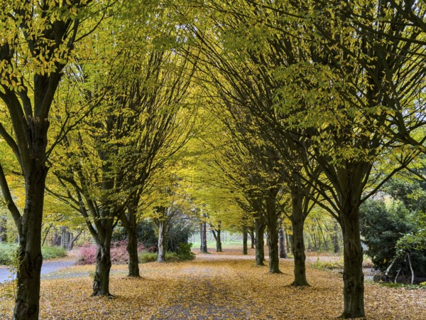 Kleine Allee Alleeweg with fallen leaves on ground in autumn, Germany
