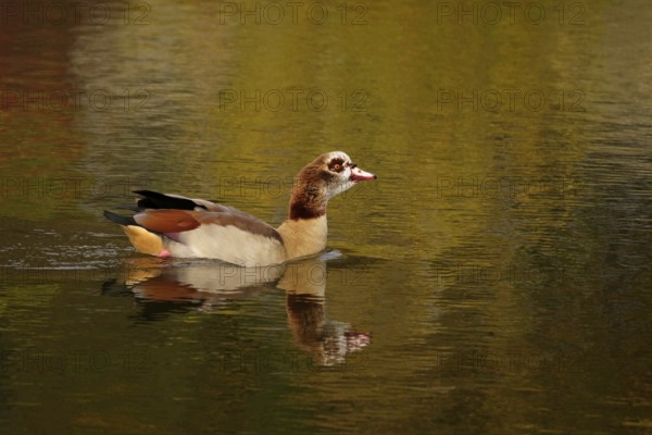 Nile goose on a lake, autumn, Germany