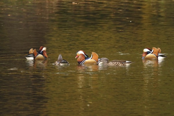 Mandarin ducks on a lake, autumn, Germany