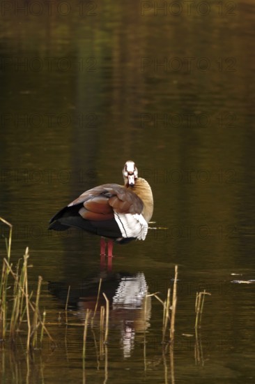 Nile goose on a lake, autumn, Germany
