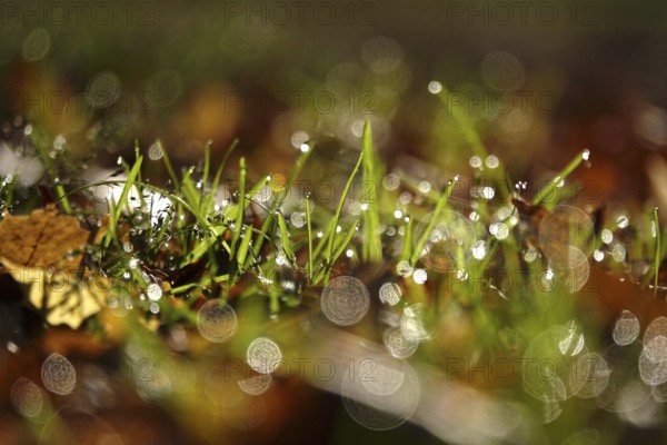 Meadow in morning light with beautiful bokeh, autumn, Germany