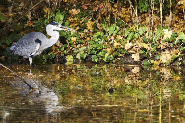 Grey heron on a lake, autumn, Germany