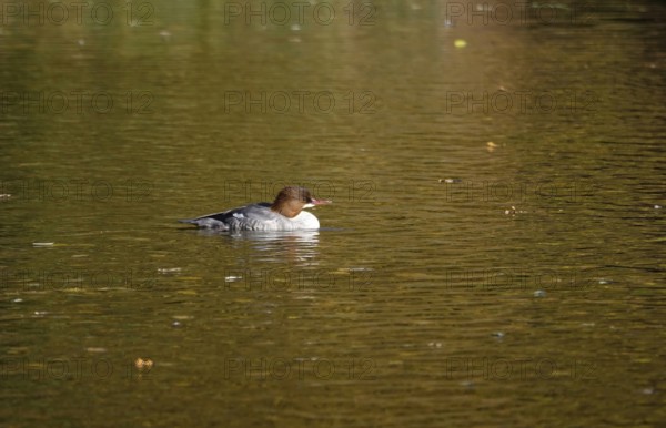 Goose sawers on a lake, autumn, Germany