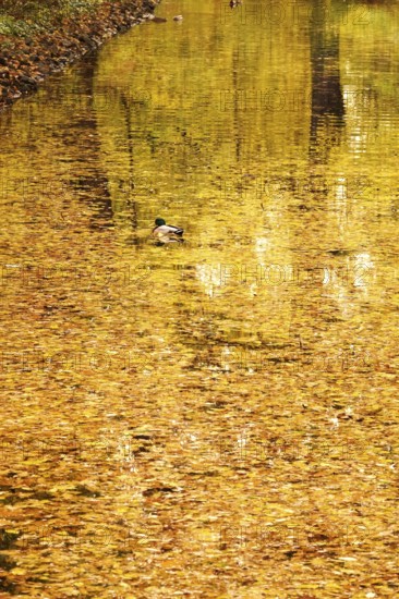 Reflection on a lake in autumn, Germany