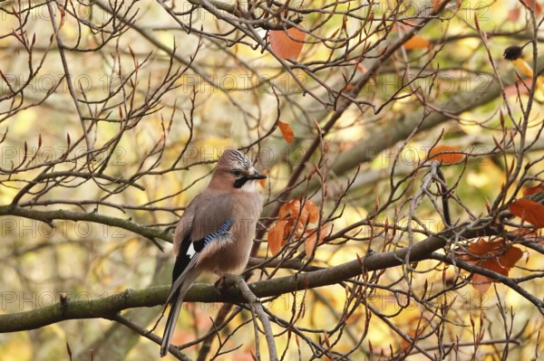 Jays (Garrulus glandarius), autumn, Germany