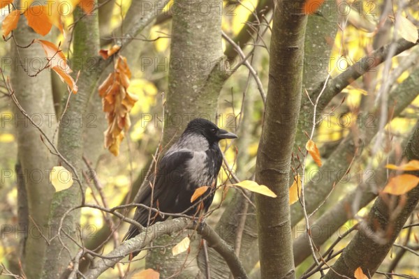 Crow on a tree, November, Germany