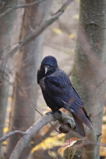 Crow on a tree, November, Germany