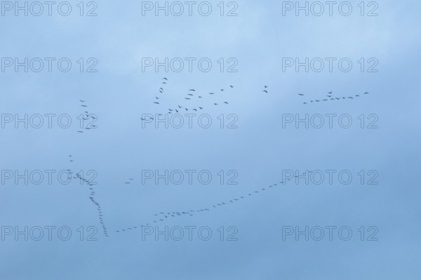 Flock of birds, cranes, Tister Bauernmoor, Tiste, Samtgemeinde Sittensen, Lower Saxony, Germany