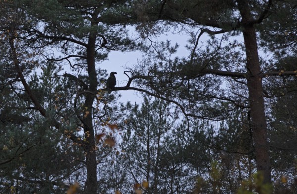 White-tailed eagle (Haliaeetus albicilla) sitting in a tree, silhouette, Tister Bauernmoor, Tiste, Samtgemeinde Sittensen, Lower Saxony, Germany