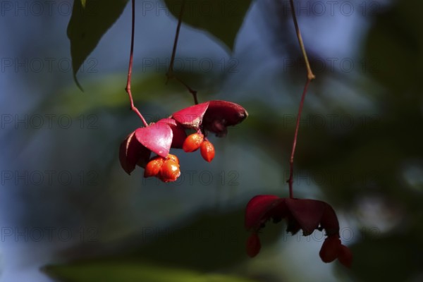 Pfaffenhütchen, September, Germany