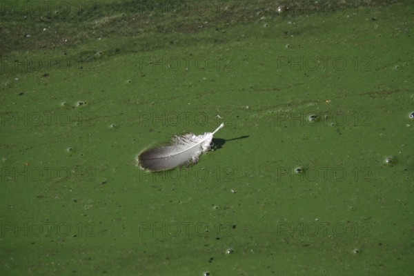 Bird feather on a body of water, Germany