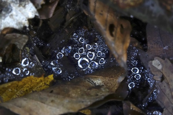 Drops of water in a spider web, Germany