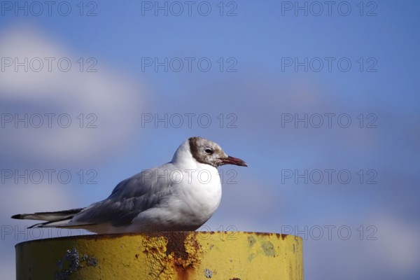 Seagull, Lake Constance, Baden-Württemberg, Germany