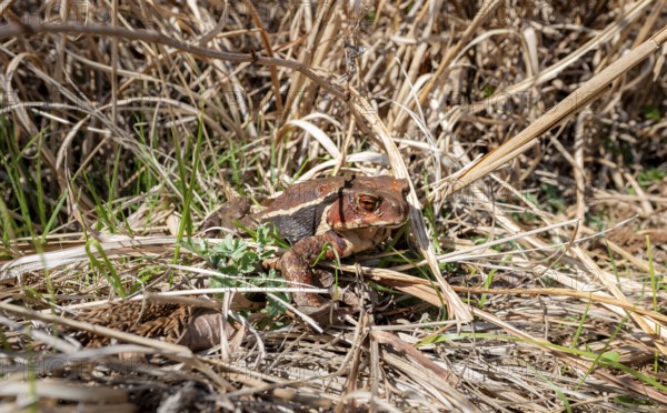 Japanese common toad (Bufo praetextatus or Bufo japonicus), lakeside, Lake Tanuki, Fujinomiya, Shizuoka, Japan