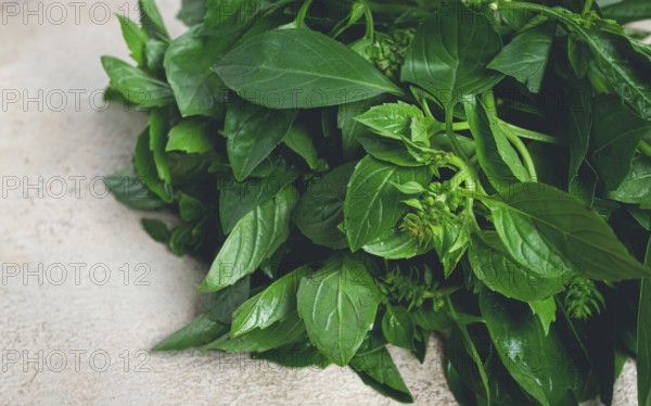 Bouquet of fresh green basil, on the table, top view, no people
