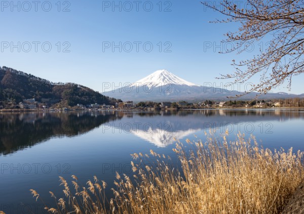Shore with reeds, volcano Mt. Fuji is reflected in Lake Kawaguchi, Yamanashi Prefecture, Japan