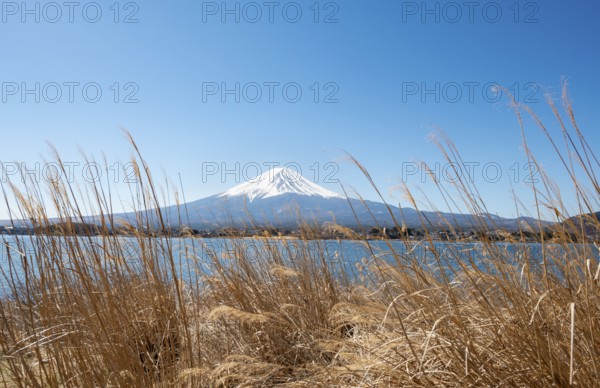 Dry reeds on the shores of Lake Kawaguchi with volcano Mt. Fuji, Yamanashi Prefecture, Japan