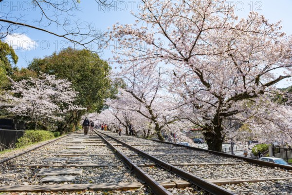 Keage Incline, Old Tracks, Blooming Cherry Trees on Disused Tracks, Hanami, Cherry Blossoms in Spring, Kyoto, Japan