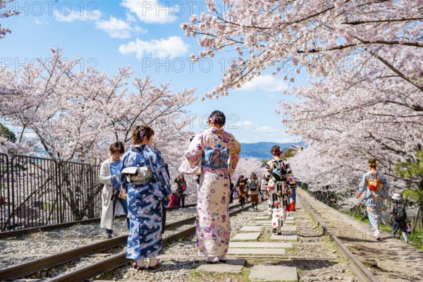 Keage Incline, Japanese women in kimono, cherry trees blooming on disused tracks, Hanami, cherry blossoms in spring, Kyoto, Japan