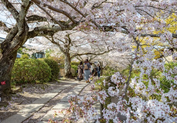 Footpath along a canal, cherry blossoms in spring, Philosopher's Path or Tetsugaku no michi, Kyoto, Japan