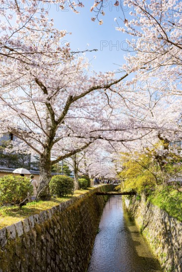 Canal lined with blooming cherry trees, cherry blossoms in spring, Philosopher's Path or Tetsugaku no michi, Kyoto, Japan