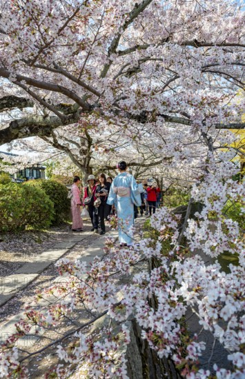 Japanese woman in kimono walking along a canal, cherry blossoms in spring, Philosopher's Path or Tetsugaku no michi, Kyoto, Japan