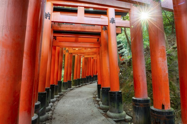 Walk through hundreds of red traditional torii gates, Fushimi Inari Taisha, Shinto Shrine, Sun Star, Fushimi Inari-taisha Okusha Hohaisho, Kyoto, Japan
