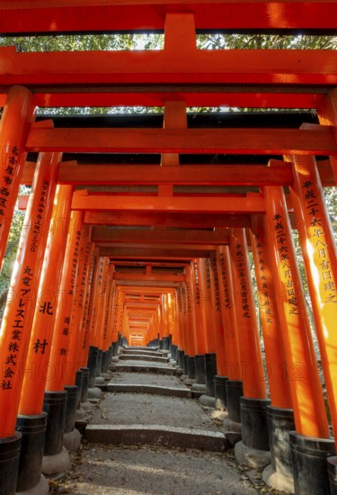 Walk through hundreds of red traditional torii gates, Fushimi Inari Taisha, Shinto Shrine, Fushimi Inari-taisha Okusha Hohaisho, Kyoto, Japan