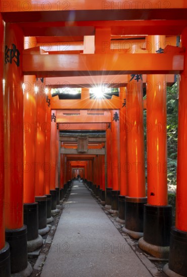 Walk through hundreds of red traditional torii gates, Fushimi Inari Taisha, Shinto Shrine, Sun Star, Fushimi Inari-taisha Okusha Hohaisho, Kyoto, Japan