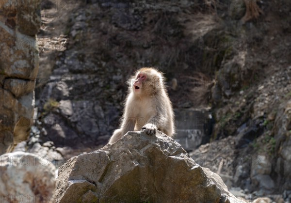 Japanese macaque (Macaca fuscata) sitting on rocks, Yamanouchi, Nagano Prefecture, Honshu Island, Japan