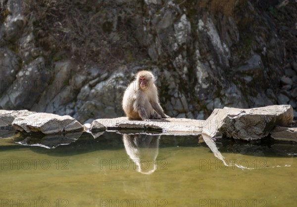 Japanese macaque (Macaca fuscata) sitting on rocks near water, Yamanouchi, Nagano Prefecture, Honshu Island, Japan