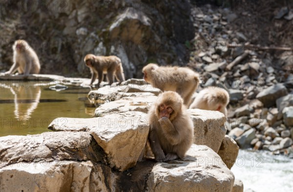 Japanese macaques (Macaca fuscata) sitting on rocks near water, Yamanouchi, Nagano Prefecture, Honshu Island, Japan