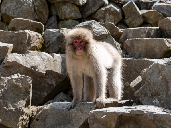 Japanese macaque (Macaca fuscata) standing on a rock, Yamanouchi, Nagano Prefecture, Honshu Island, Japan