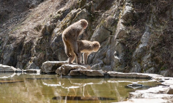 Japanese macaque (Macaca fuscata) mating on rocks near water, Yamanouchi, Nagano Prefecture, Honshu Island, Japan