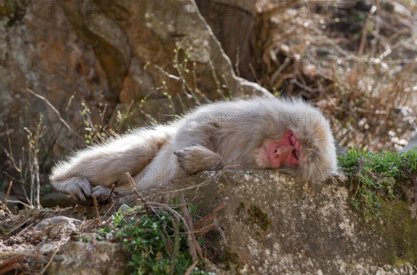 Japanese macaque (Macaca fuscata) lying sleeping on a rock, Yamanouchi, Nagano Prefecture, Honshu Island, Japan