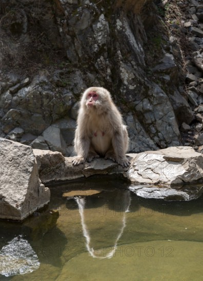 Japanese macaque (Macaca fuscata) sitting on rocks near water, Yamanouchi, Nagano Prefecture, Honshu Island, Japan