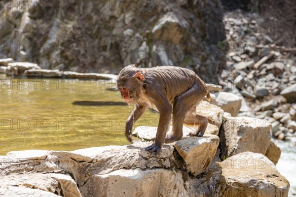 Japanese macaque (macaca fuscata), wet after bathing in water, Yamanouchi, Nagano Prefecture, Honshu Island, Japan