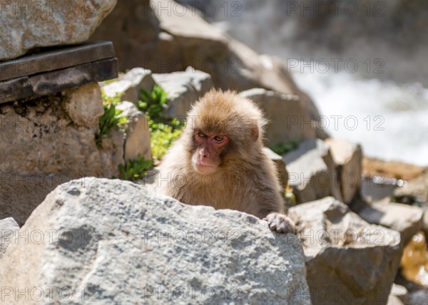 Japanese macaque (Macaca fuscata) looking out from behind rocks, Yamanouchi, Nagano Prefecture, Honshu Island, Japan