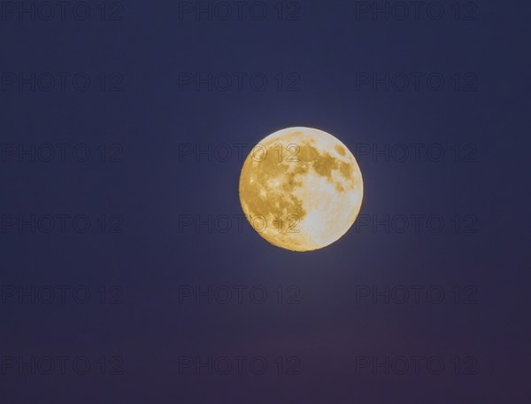 Detailed image of a full moon with visible craters and yellowish glow against a purple background, Supermoon, Bischofswiesen, Berchtesgadener Land, Bavaria, Germany