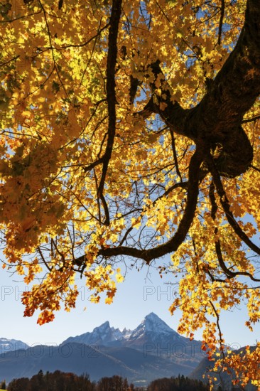 Watzmann under an autumn-colored tree, Bischofswiesen, Berchtesgadener Land, Upper Bavaria, Bavaria, Germany