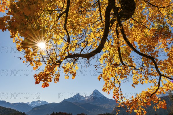 Watzmann under an autumn-colored tree, Bischofswiesen, Berchtesgadener Land, Upper Bavaria, Bavaria, Germany