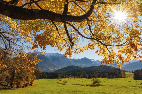Meadow with cows under an autumn-colored tree, behind Berchtesgaden Alps, Bischofswiesen, Berchtesgadener Land, Upper Bavaria, Bavaria, Germany