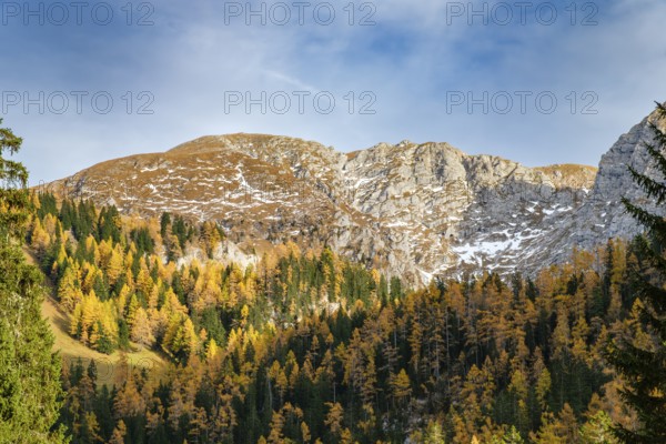 Herbstwald am Schneibstein, Schönau am Königssee, Berchtesgadener Land, Upper Bavaria, Bavaria, Germany