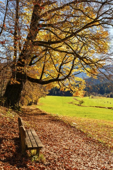 Wooden bench next to hiking trail under an autumn-colored tree, next to meadow, Bischofswiesen, Berchtesgadener Land, Upper Bavaria, Bavaria, Germany