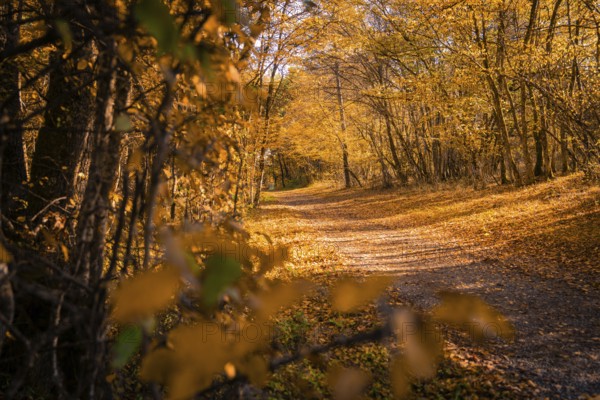 A narrow path leads through an autumnal forest full of bright leaves, Gechingen, Calw district, Germany