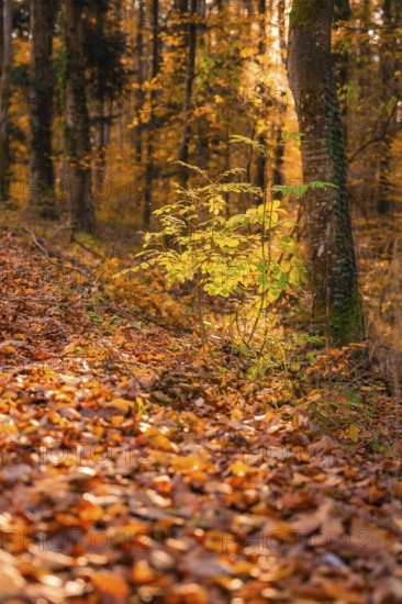Autumn forest with colorful leaves on the ground and bright leaves, Gechingen, Calw district, Germany