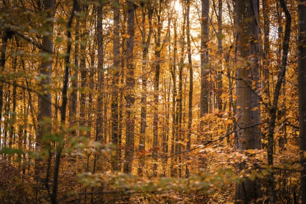 Sunbeams penetrate an autumnal forest with orange leaves, Gechingen, Calw district, Germany