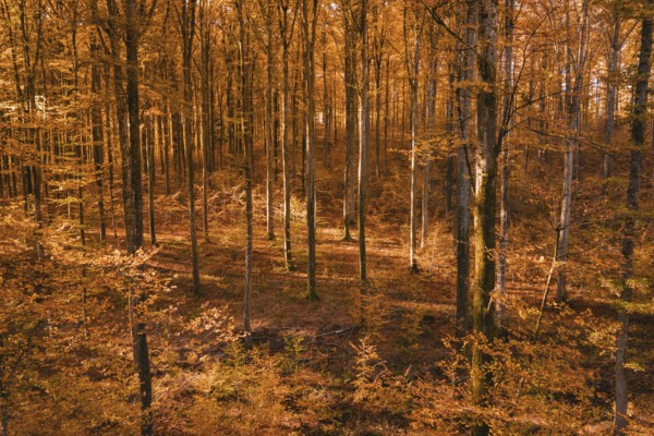Light penetrates an autumnal forest with deep shades of orange, Gechingen, Calw district, Germany